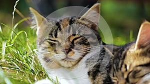 Two Cute Kitten Lie And Sleep In The Grass at Summer in slow-motion.