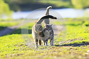 Two cute kitten walking on green grass next to and caress on a