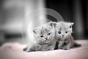 Two cute kittens cuddle each other. British Shorthair