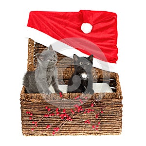 Two cute kittens, a grey and a black with white one, in a wicker basket with Christmas decoration - huge Santa hat and holly