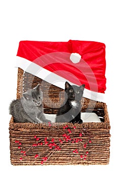 Two cute kittens, a grey and a black with white one, in a wicker basket with Christmas decoration - huge Santa hat and holly