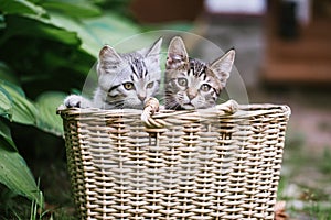 Two cute kittens look out of the basket.