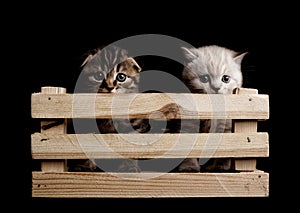 Two cute kittens peeking out of a wooden box. on a black background