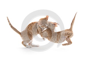 Two cute kittens playing