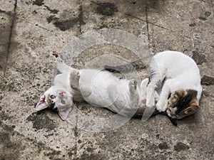 Two cute kittens playing on  the driveway photo