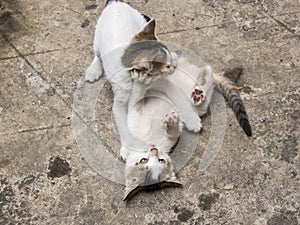 Two cute kittens playing on  the driveway photo