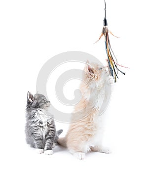 Two cute kittens playing with toy