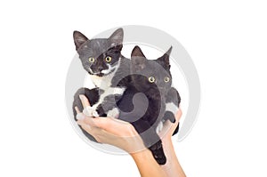 Two cute kittens