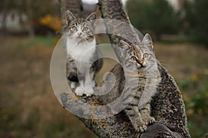 Two cute kittens sitting on a tree branch. Lovely young cats in nature