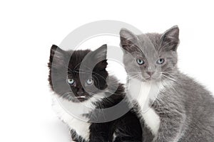 Two cute kittens sitting on white background