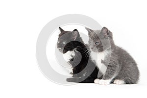 Two cute kittens sitting on white background