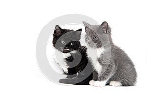 Two cute kittens sitting on white background