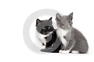 Two cute kittens sitting on white background