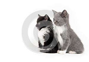 Two cute kittens sitting on white background