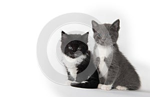 Two cute kittens sitting on white background