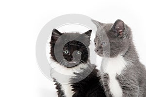 Two cute kittens sitting on white background