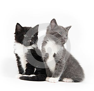 Two cute kittens sitting on white background