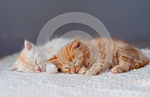 Two cute kittens sleep on blanket. Portrait of beautiful ginger fluffy striped tabby kittens. Animal baby cat lies in bed