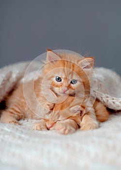 Two cute kittens sleep on fluffy blanket. Portrait of beautiful ginger fluffy striped tabby kittens. Animal baby cat lies in bed