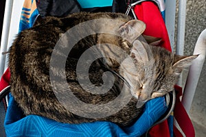 Two cute kittens sleep huddled together on a backpack