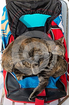 Two cute kittens sleep huddled together on a backpack