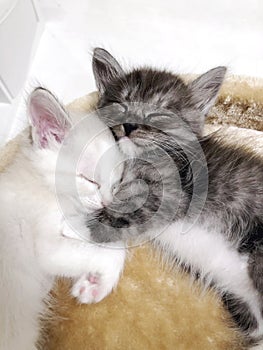 two cute kittens are sleeping cuddled next to each other photo