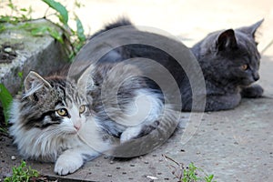 Two cute kittens, young cats looking forwards