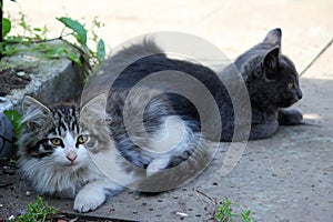 Two cute kittens, young cats looking forwards