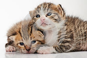 Two cute kitty cats
