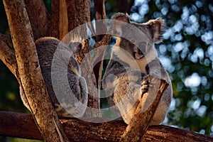 Two cute koalas sitting on a tree branch eucalyptus