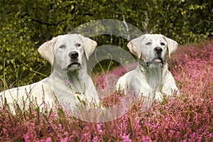 Two cute labrador dog puppies on meadow with purple flowers