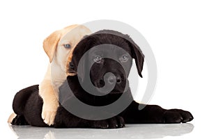 Two cute labrador puppies