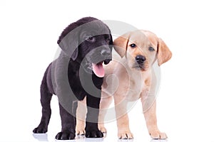 Two cute labrador puppies on white background