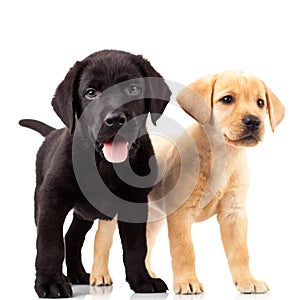 Two cute labrador puppy dogs