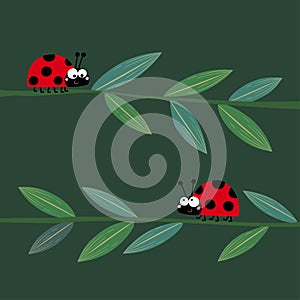 Two cute ladybirds or ladybugs walking on the grass stems