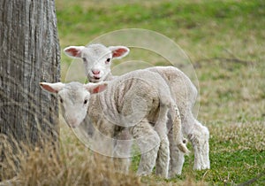 Two cute lambs