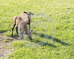 Two cute lambs of Cameroon sheep, Cameroon Dwarf sheep plays on green grass pasture, selective focus.