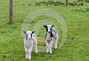 Two cute lambs in a green field