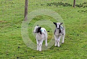 Two cute lambs in a green field