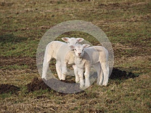 Two cute lambs in a meadow during spring in Moordrecht