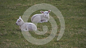 Two cute lambs resting in a farmers field in Springtime