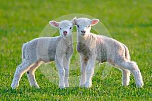 Two cute lambs