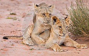 Two cute lion cubs playing on sand in the Kalahari