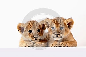 Two cute lion cubs on a white background created with generative AI technology