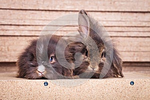 Two cute lion head rabbit bunnys lying on wood background