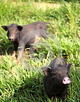 Two cute little baby piglets coming over to say hello