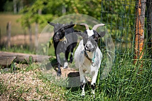 Two cute little black and white goats walking on a farm