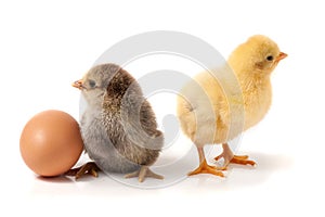 Two cute little chicken with egg isolated on white background