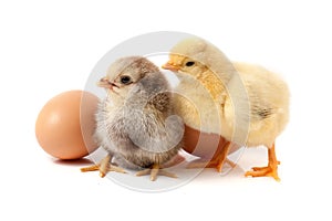 Two cute little chicken with egg on white background