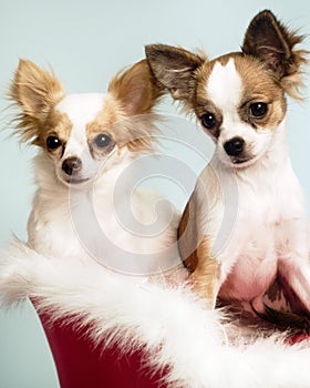 Two cute little chihuahuas